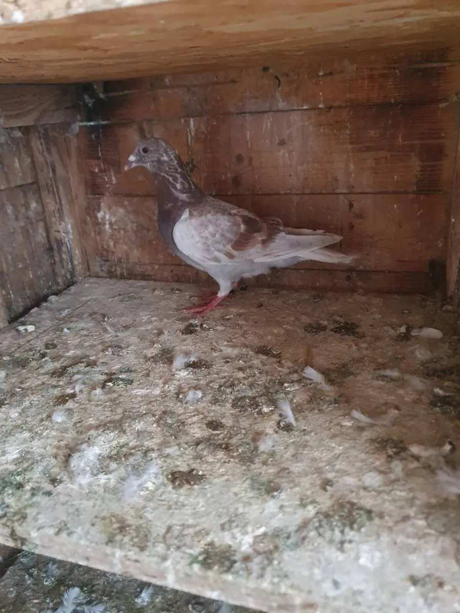 Racing pigeon's - Image 4