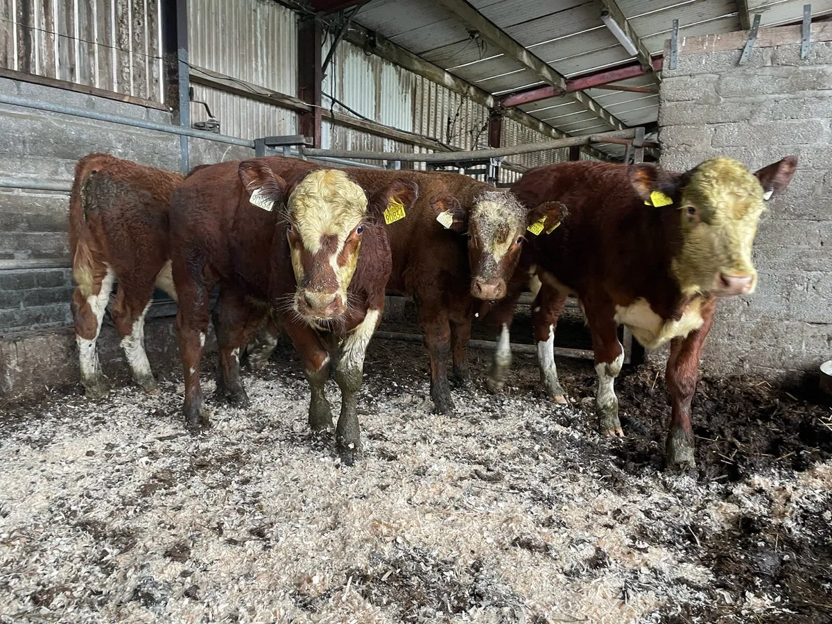 Super Bull Weanlings - Image 3