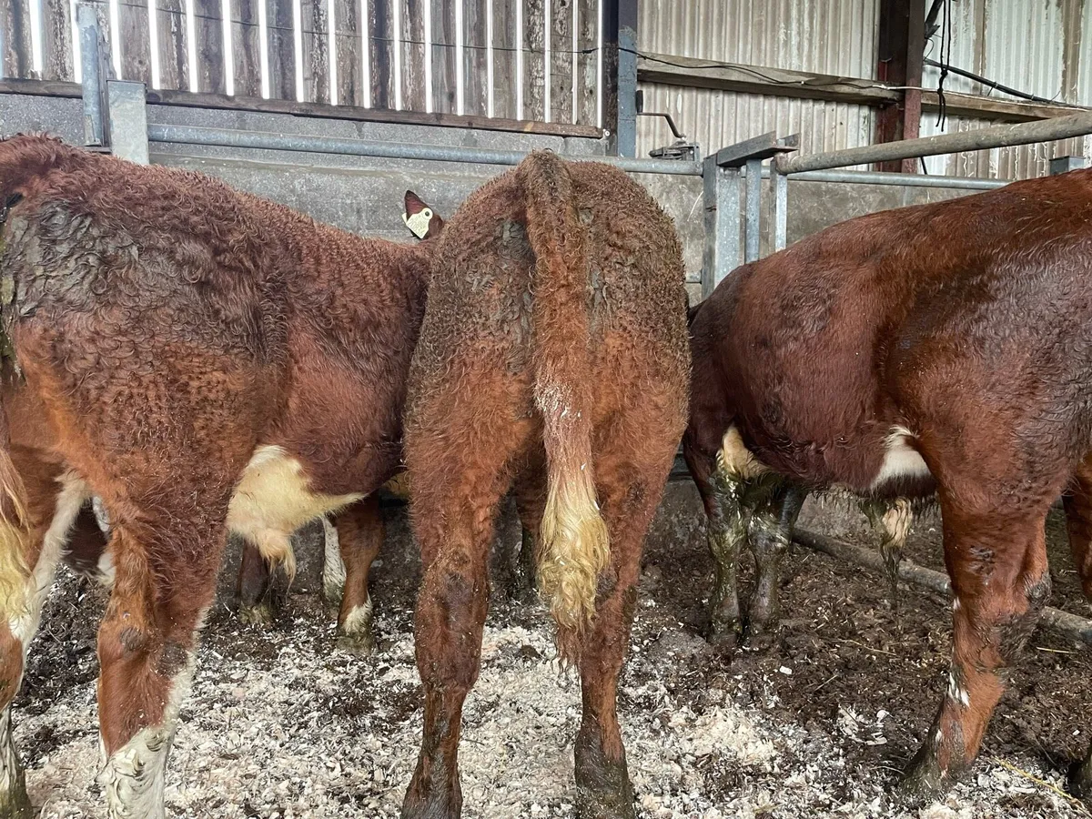 Super Bull Weanlings - Image 4