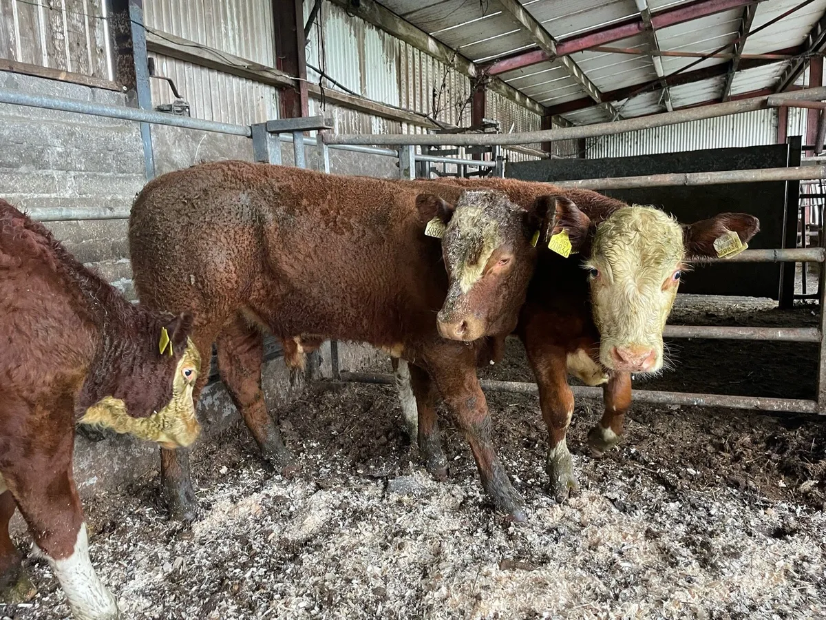 Super Bull Weanlings - Image 2