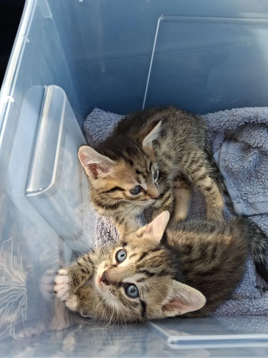 Kittens - Image 2