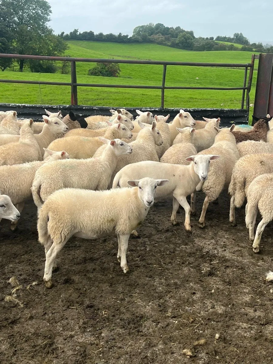 Ewe lambs - Image 1