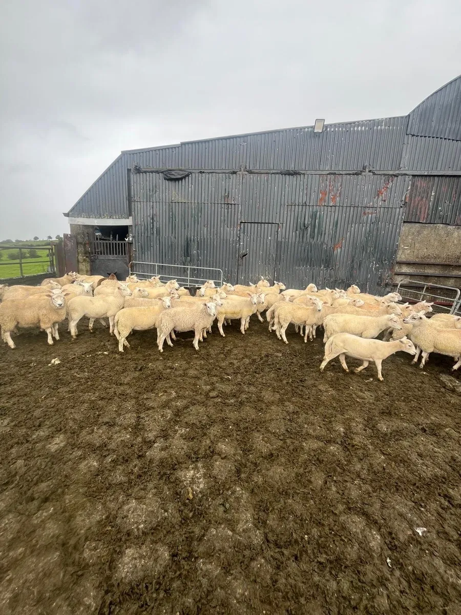 Ewe lambs - Image 2