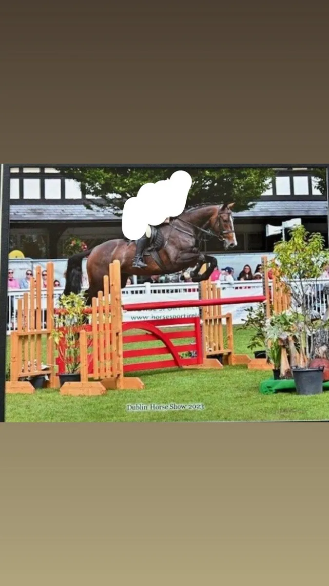 16.2 ISH Mare - Image 1