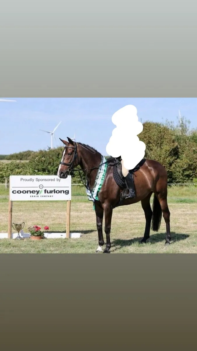 16.2 ISH Mare - Image 3