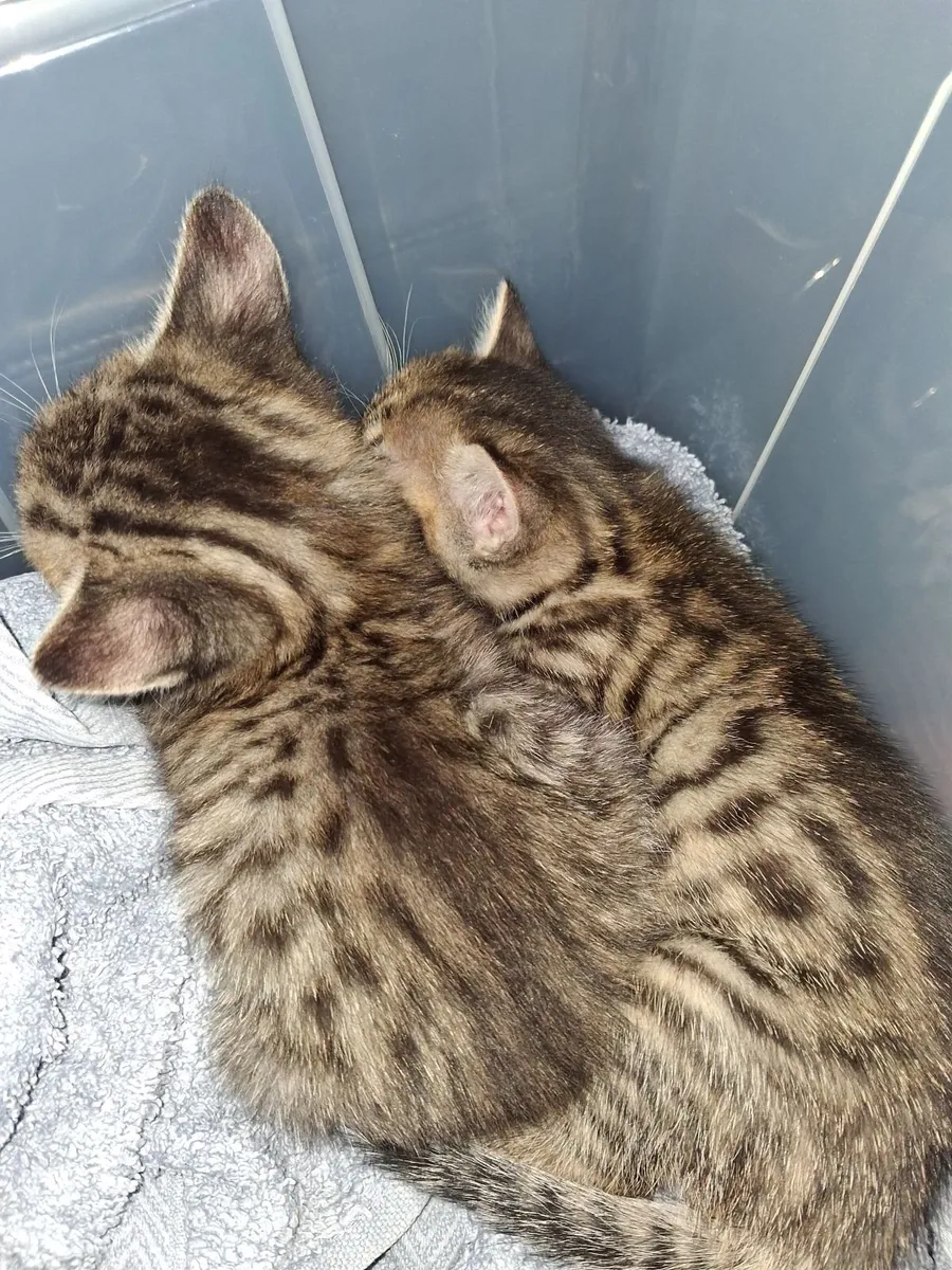 Kittens - Image 3