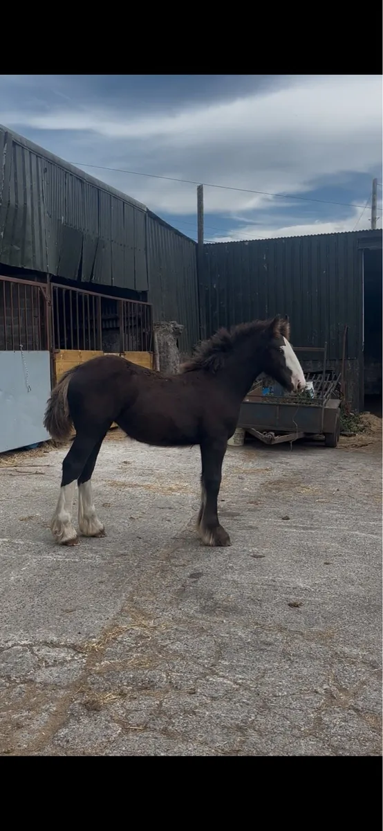 Filly foal - Image 1