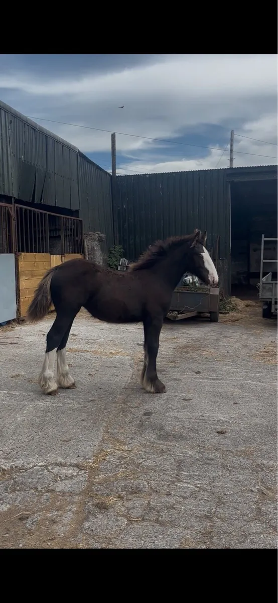 Filly foal - Image 2