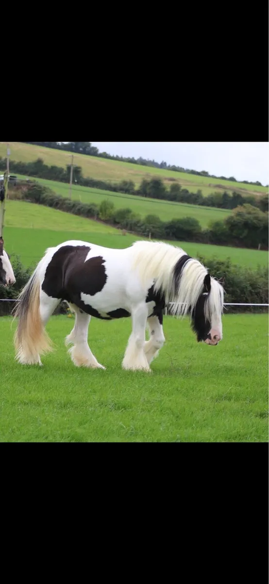 Filly foal - Image 4