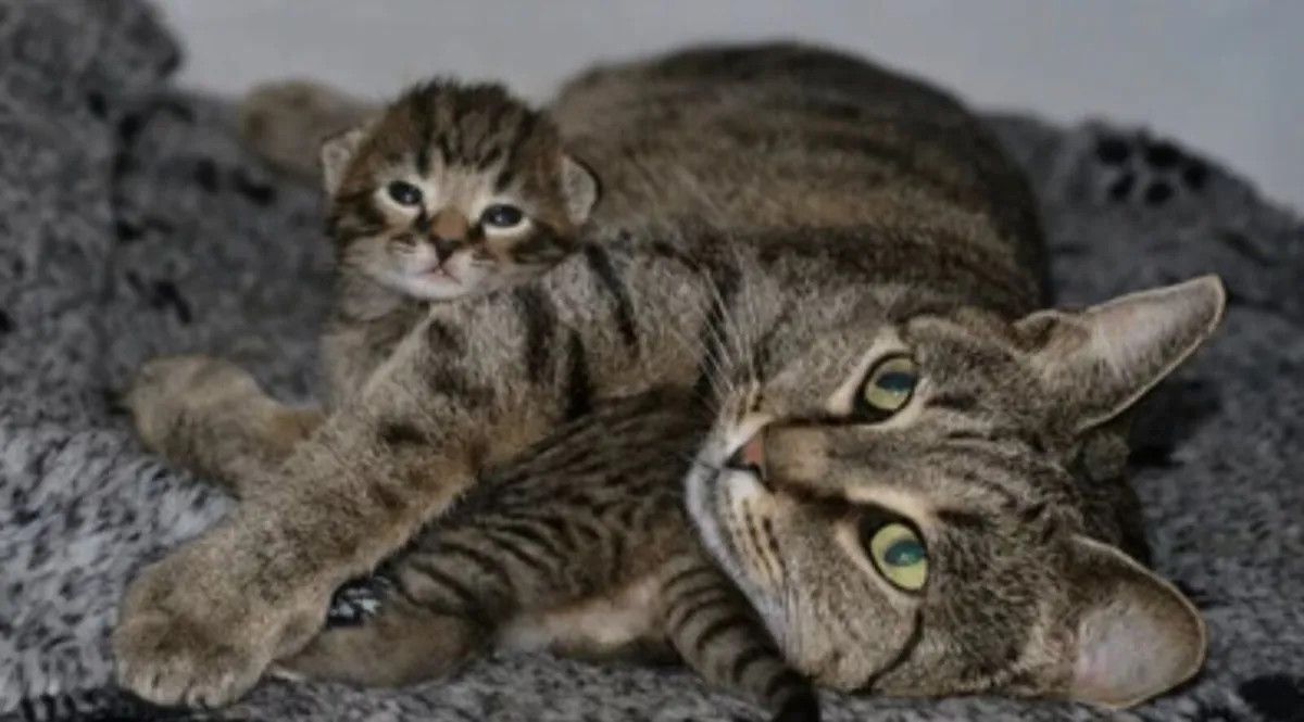 Kittens - Image 4