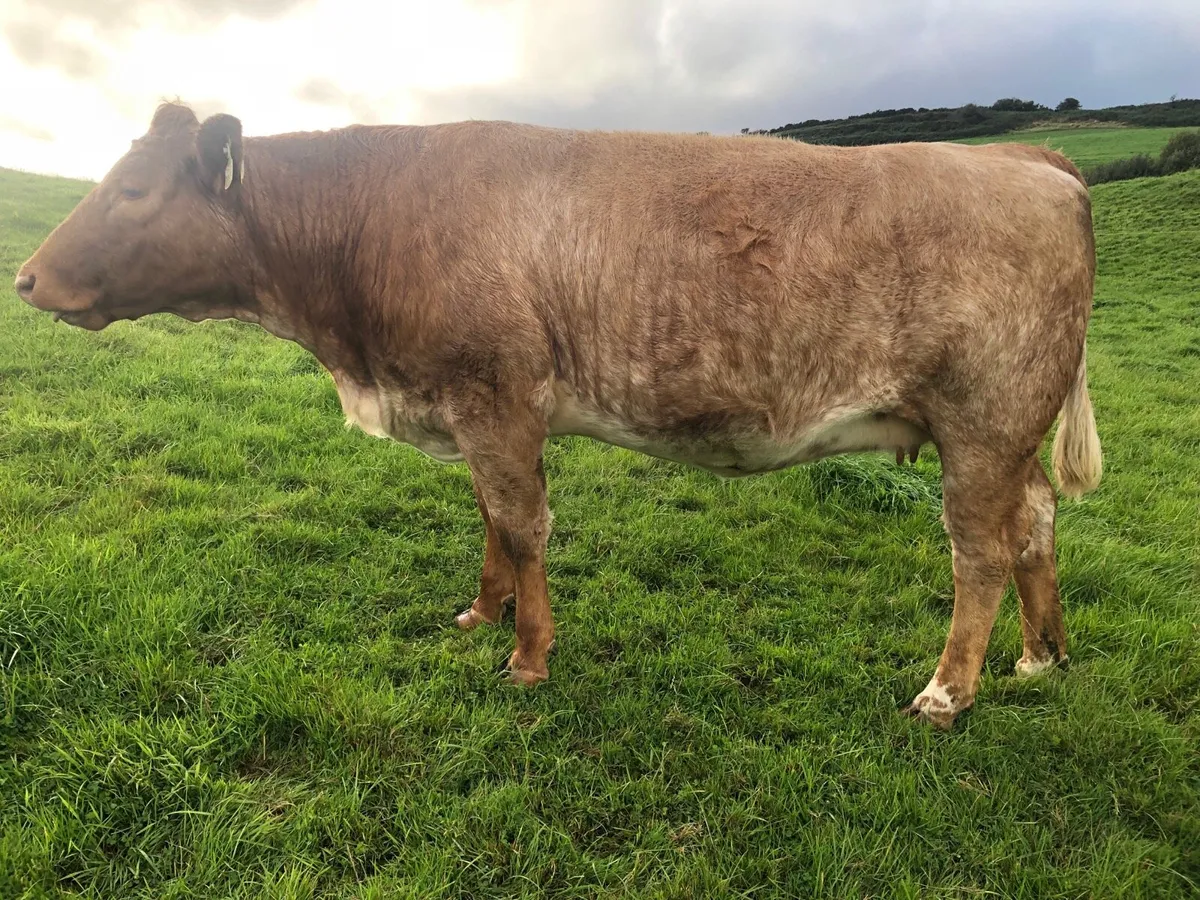 Suckler Sale @ Macroom mart. - Image 2