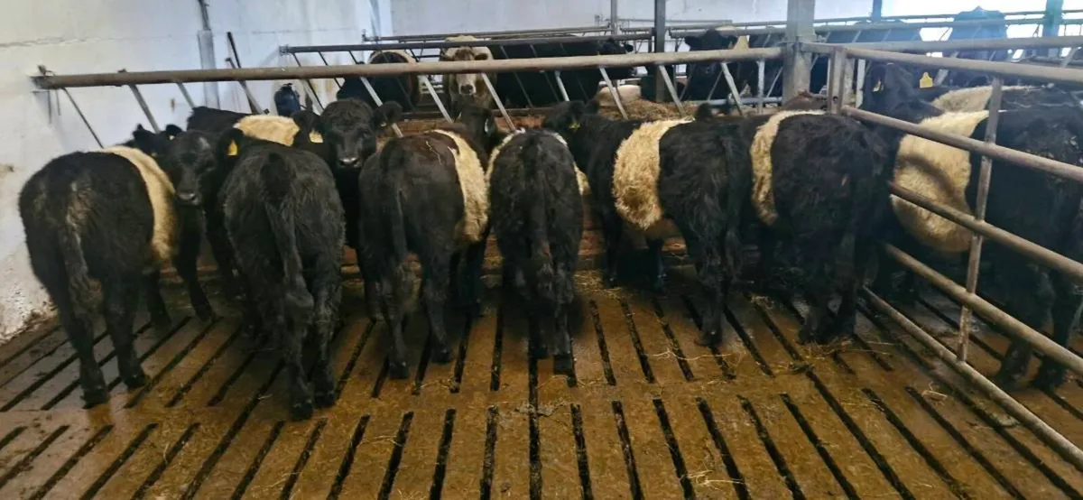 Belted Galloway X Weanlings - Image 1