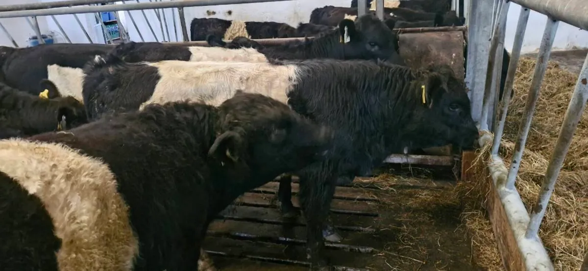 Belted Galloway X Weanlings - Image 4