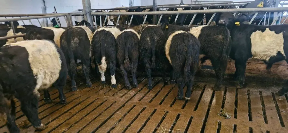 Belted Galloway X Weanlings - Image 2