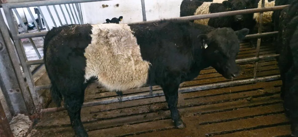 Belted Galloway X Weanlings - Image 3