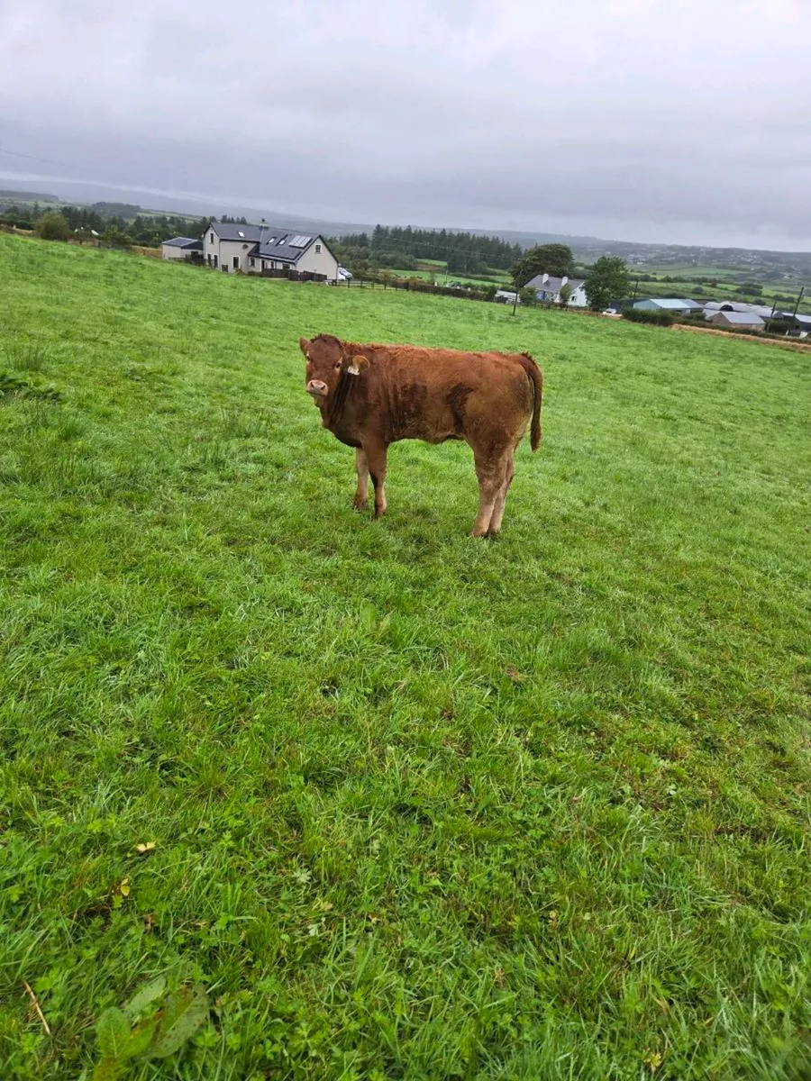 Organic LMX Weanling Heifers - Image 3
