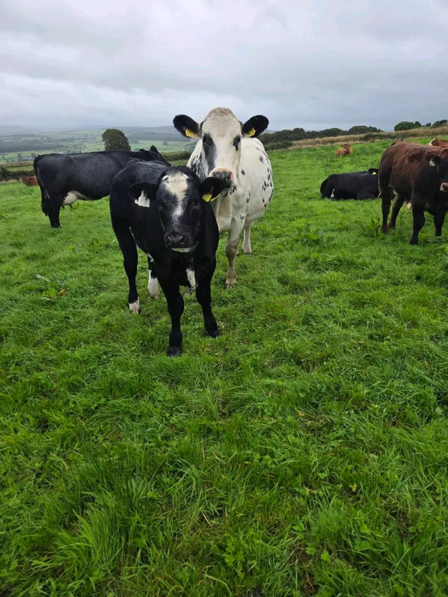 Organic LMX Weanling Heifers - Image 4