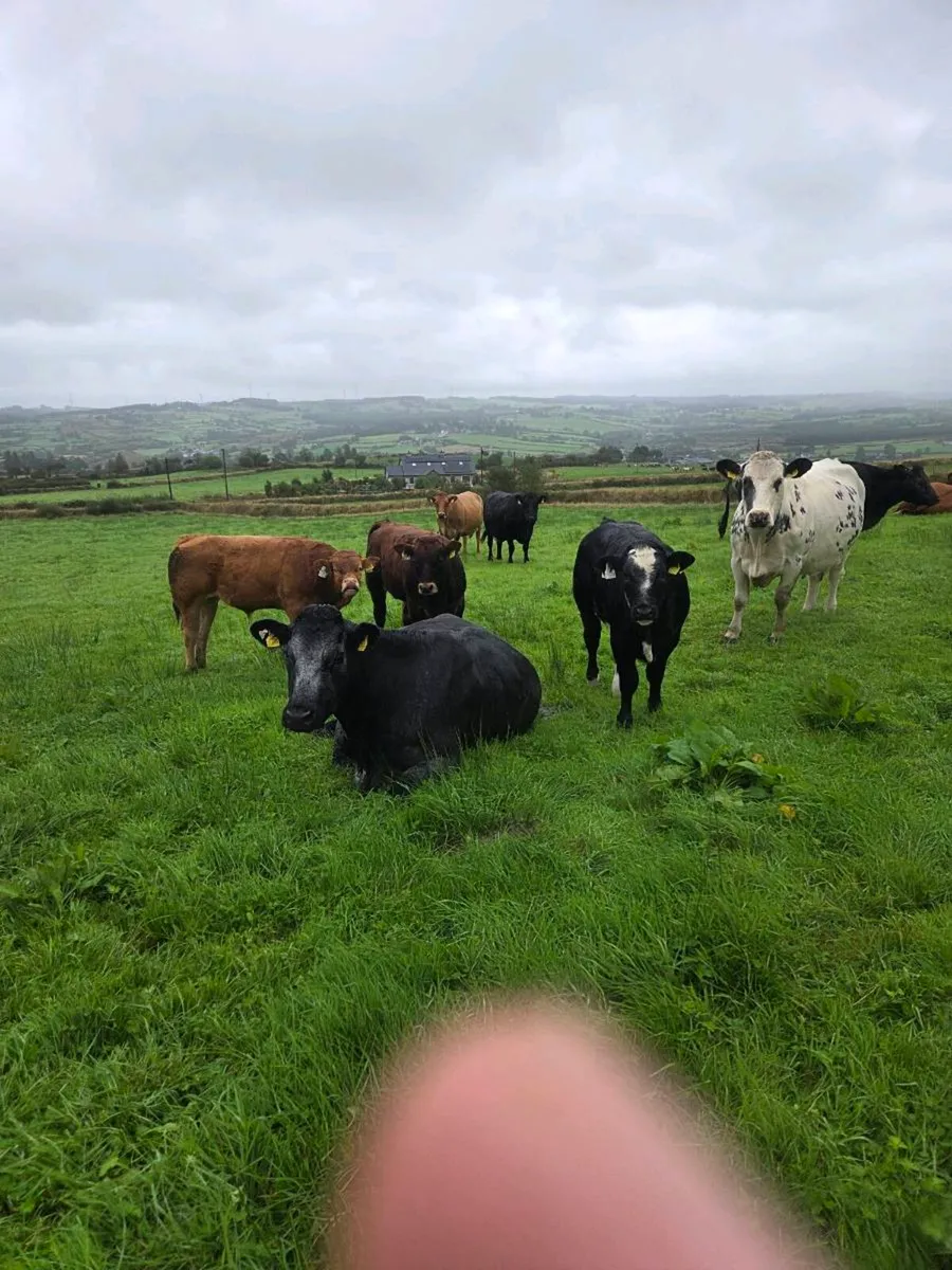 Organic LMX Weanling Heifers - Image 1