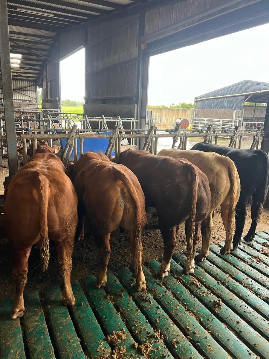 Bulls - Image 2