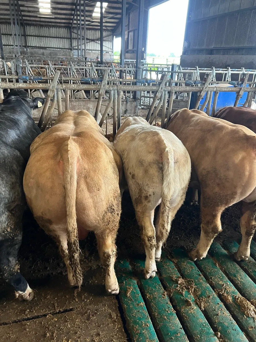 Bulls - Image 4