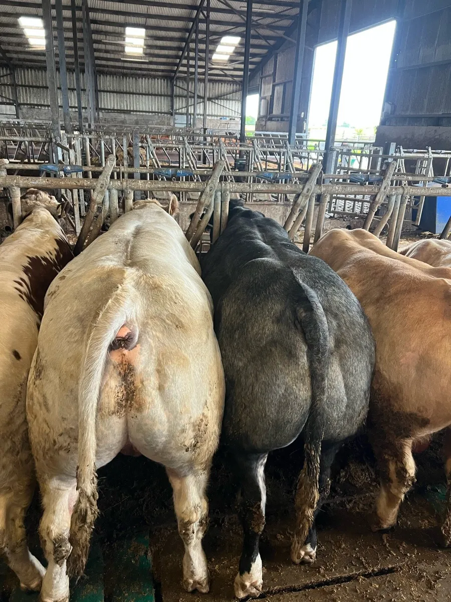 Bulls - Image 1