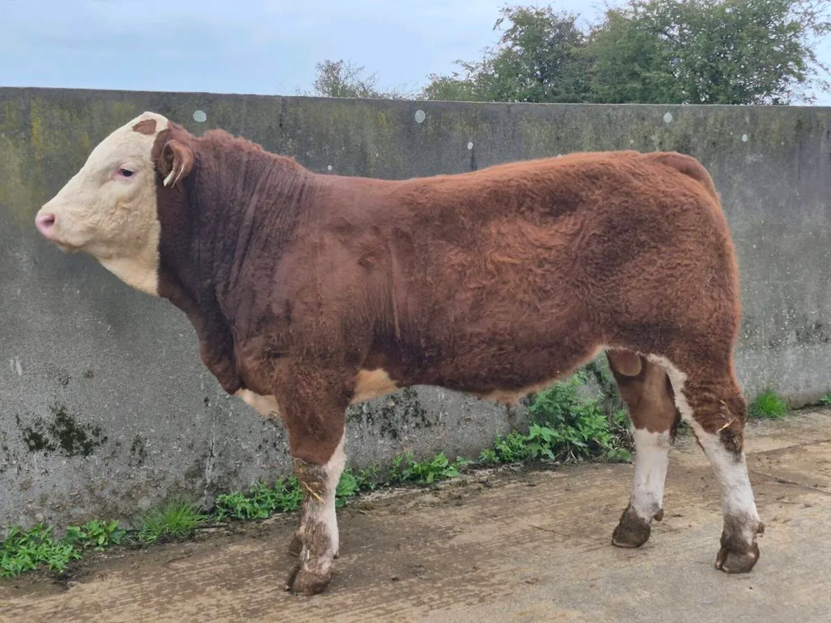 5 STAR FULLY POLLED SIMMENTAL BULLS AND HEIFERS - Image 1