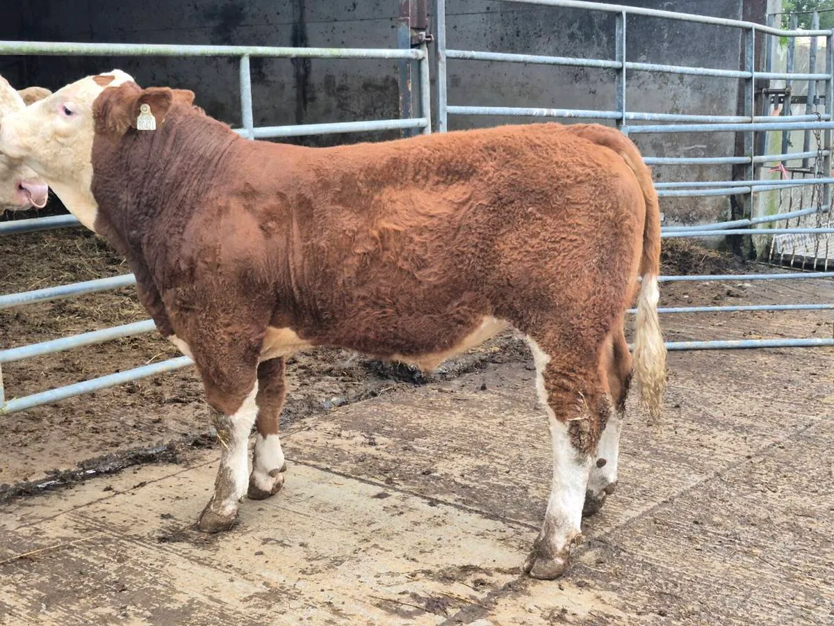 5 STAR FULLY POLLED SIMMENTAL BULLS AND HEIFERS - Image 2