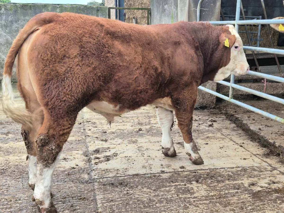 5 STAR FULLY POLLED SIMMENTAL BULLS AND HEIFERS - Image 3