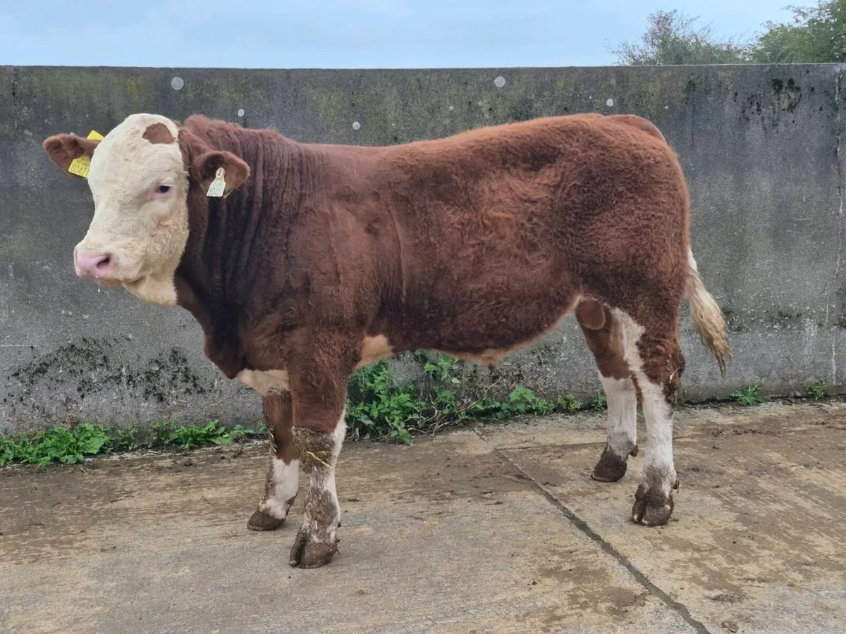 5 STAR FULLY POLLED SIMMENTAL BULLS AND HEIFERS - Image 4