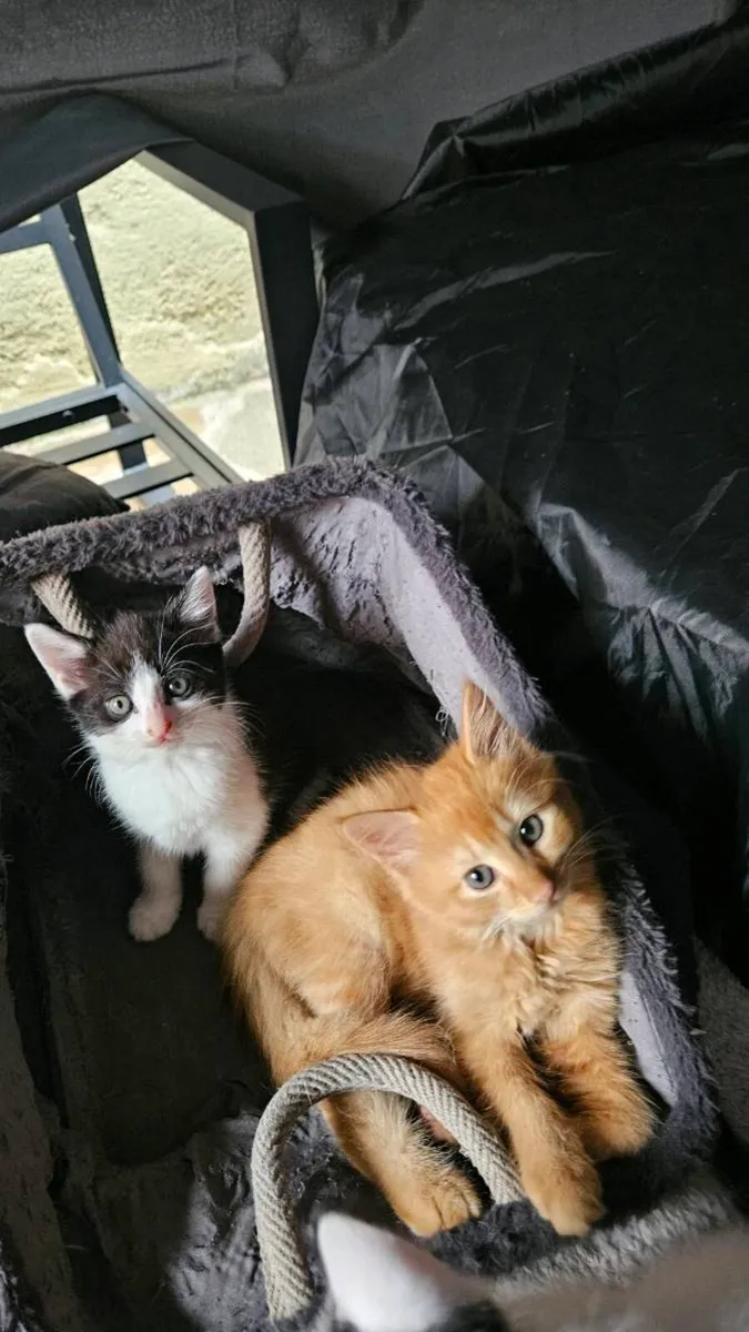 Kittens for sale - Image 1