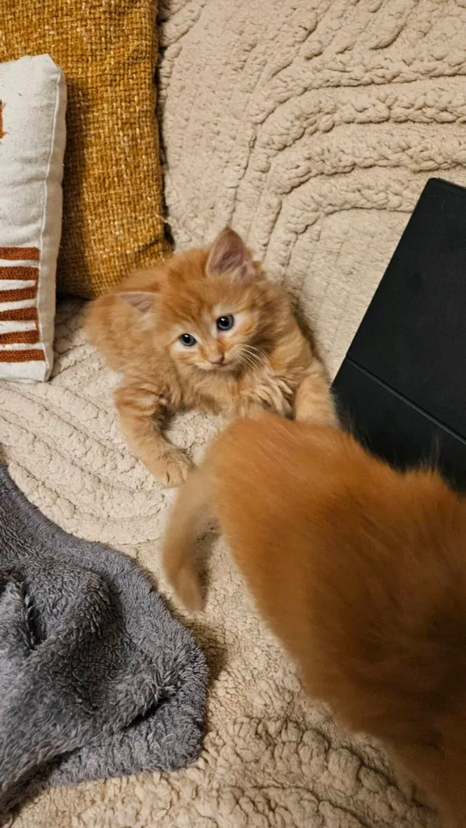 Kittens for sale - Image 2