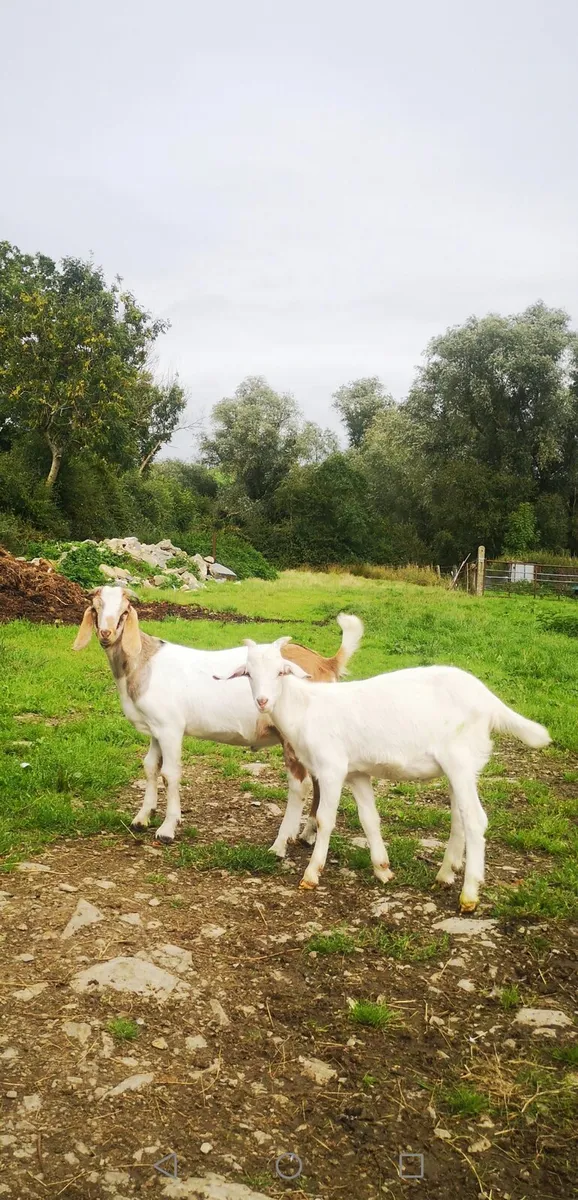 Goats - Image 3