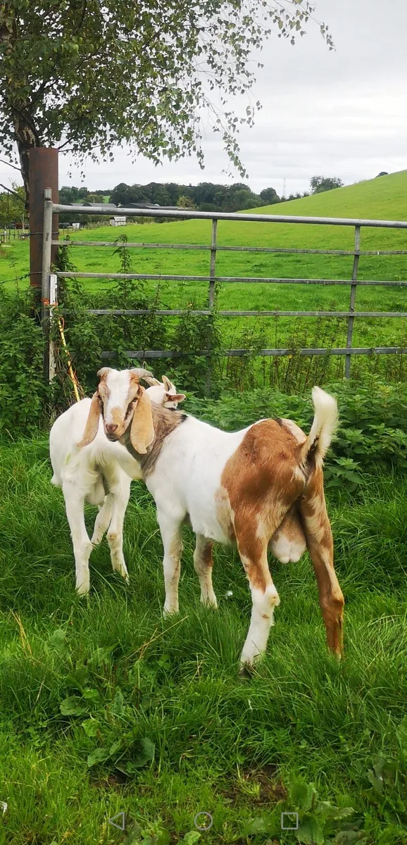 Goats - Image 4