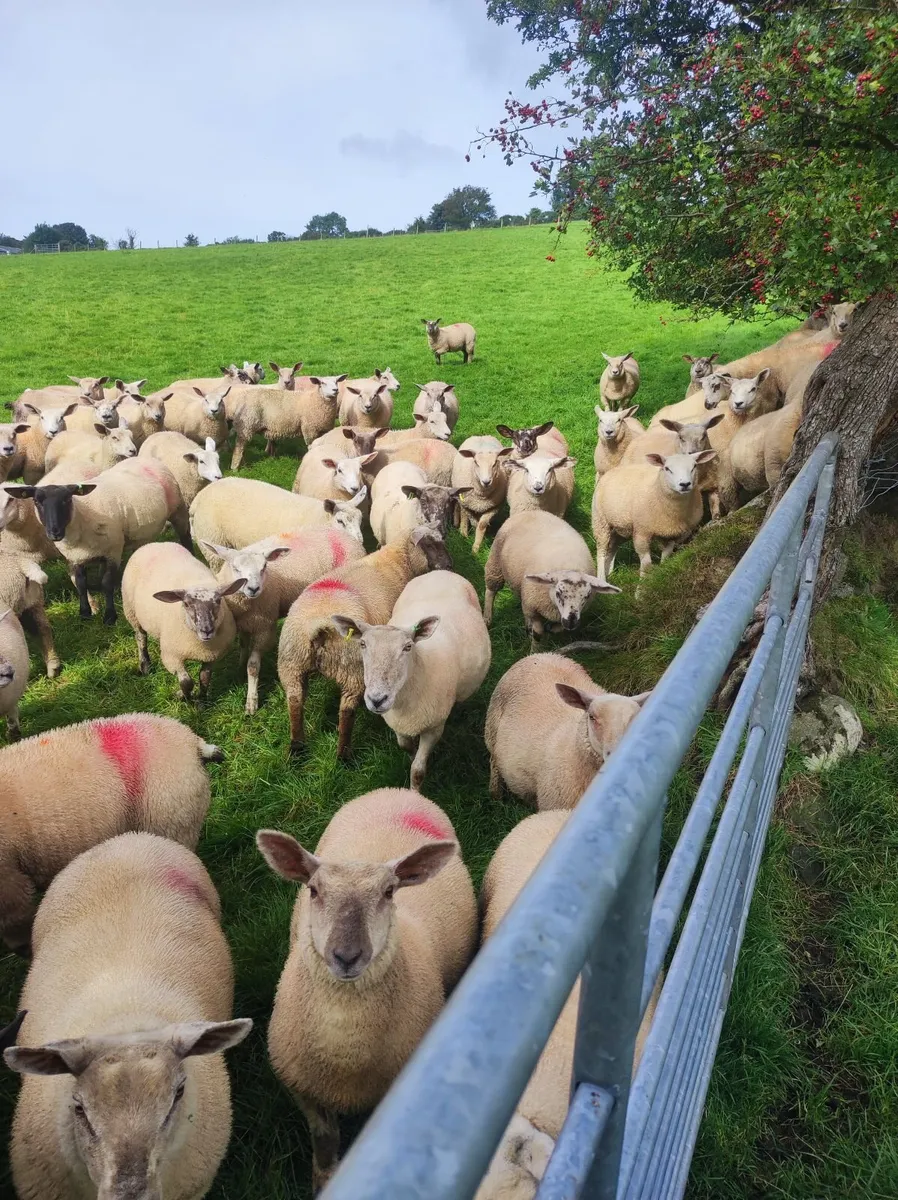 Organic ewe lambs - Image 3