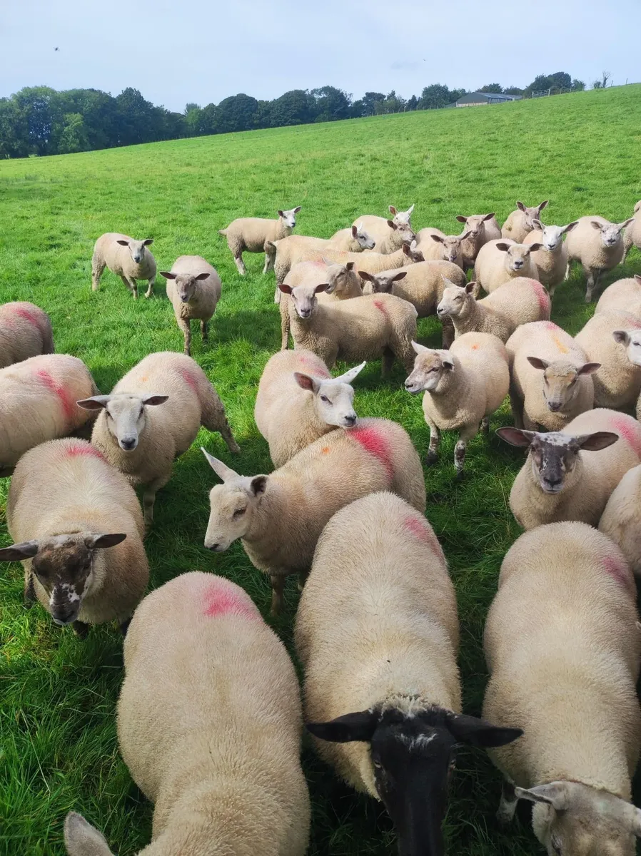 Organic ewe lambs - Image 2