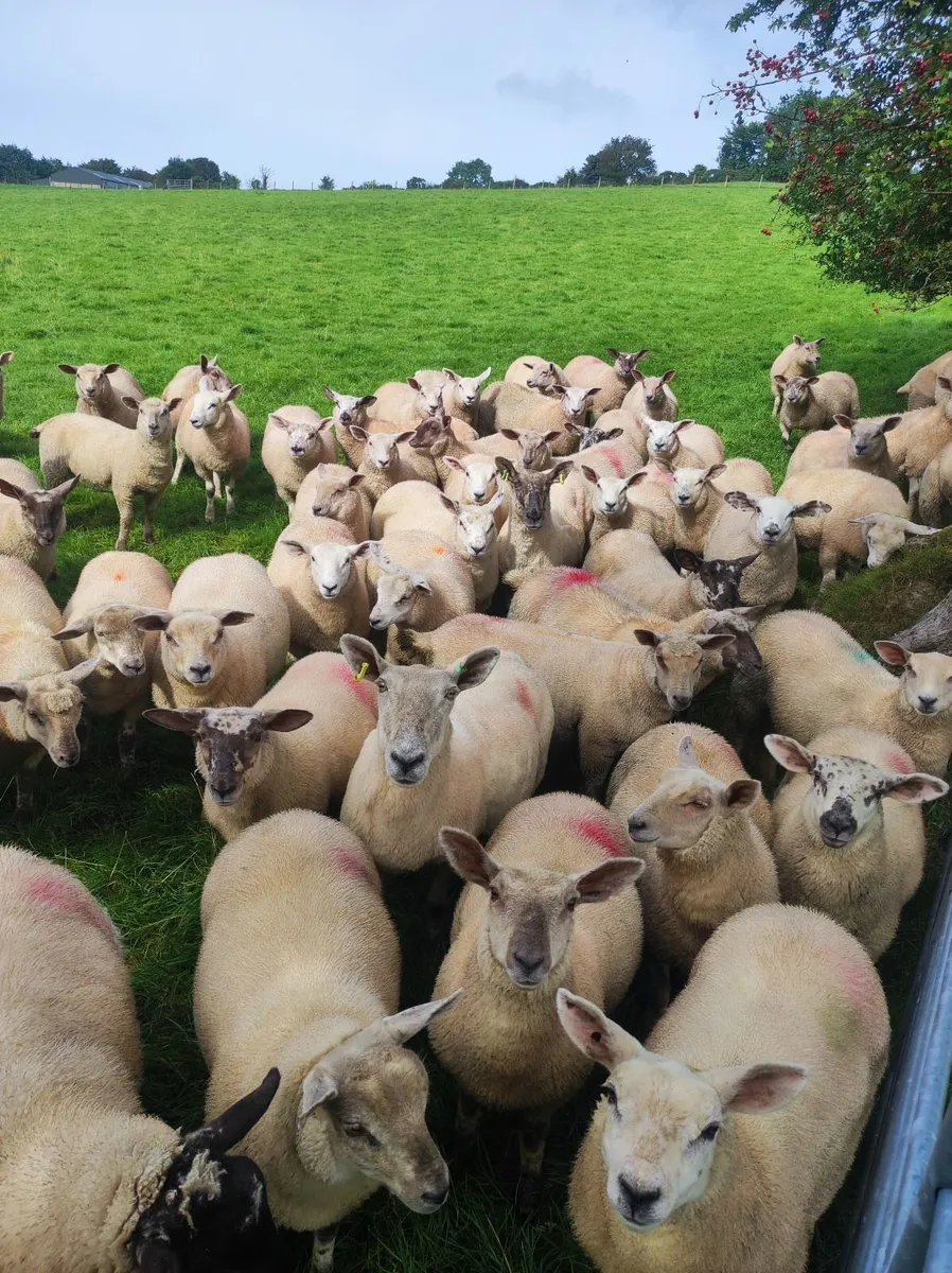 Organic ewe lambs - Image 4