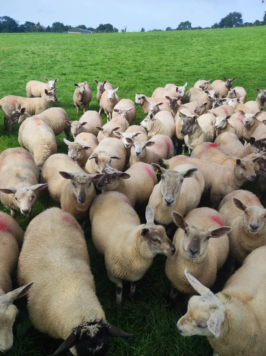 Organic ewe lambs - Image 1