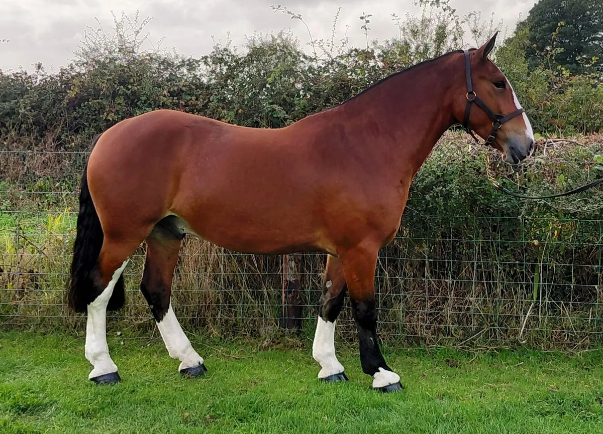 Smashing Maxi Cob - Image 2