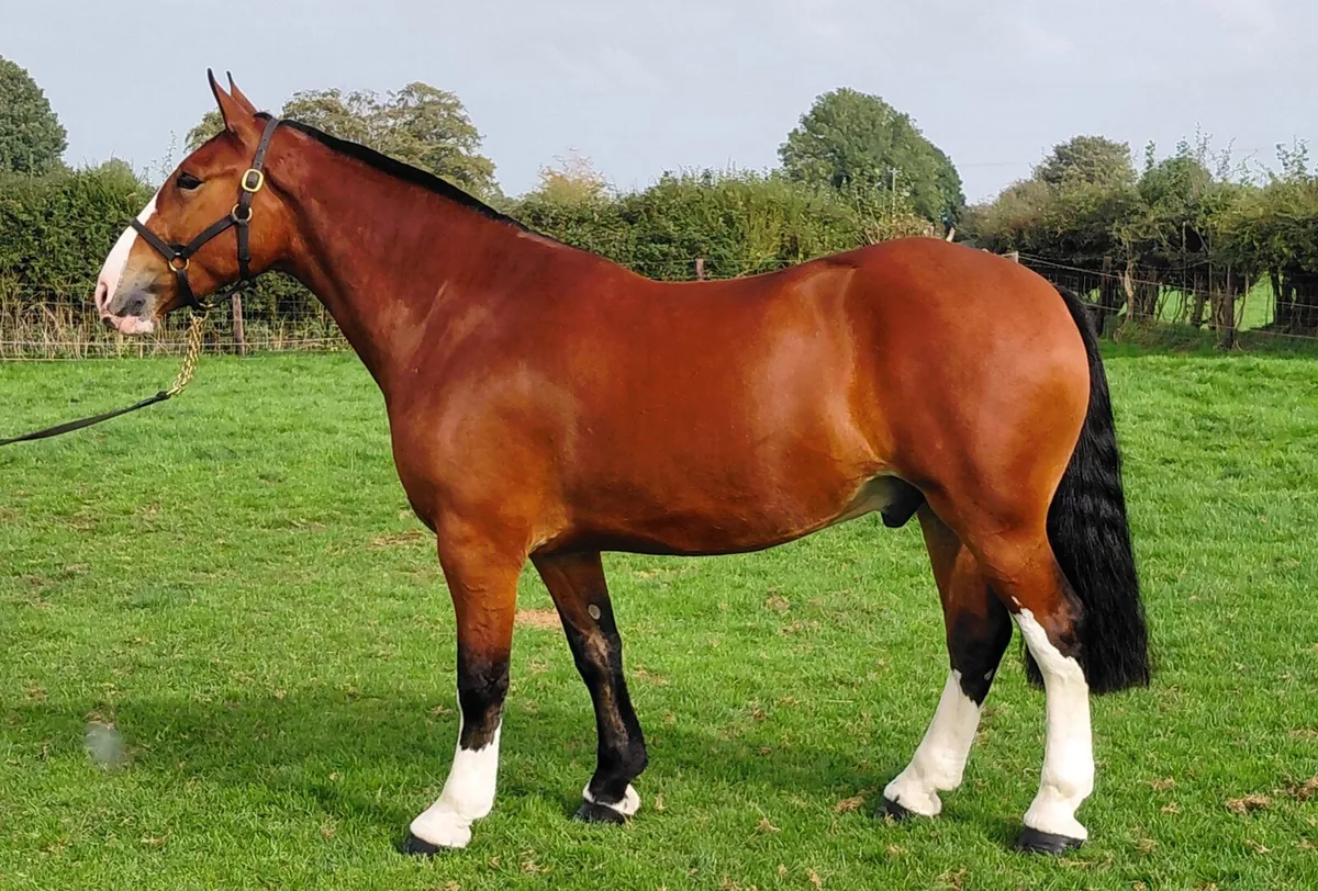 Smashing Maxi Cob - Image 3