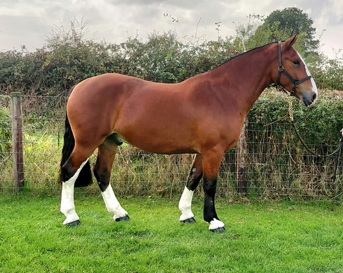 Smashing Maxi Cob - Image 1