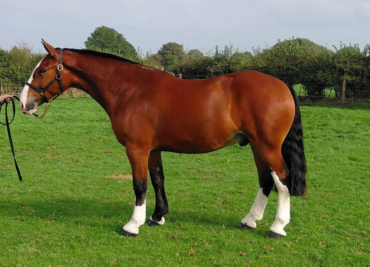 Smashing Maxi Cob - Image 4