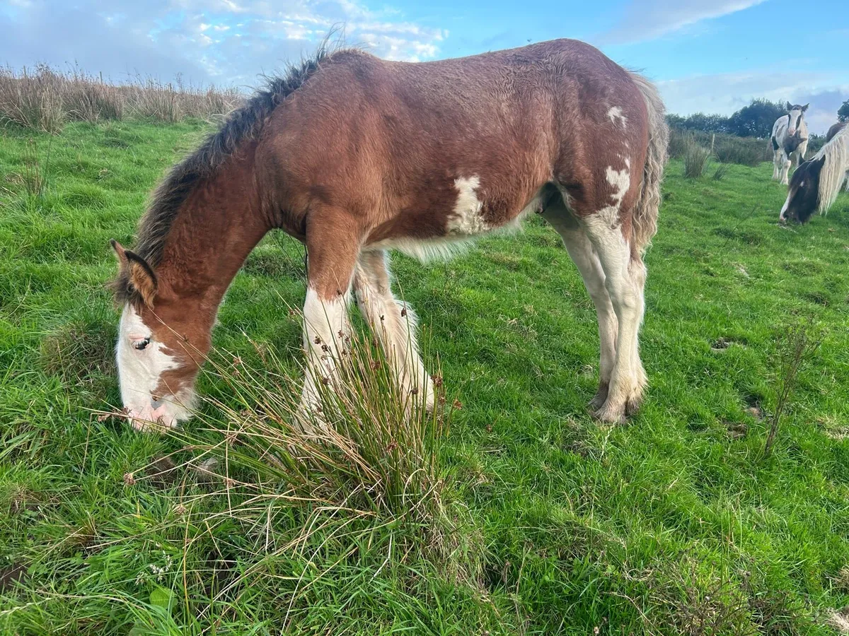 Colt foal - Image 1