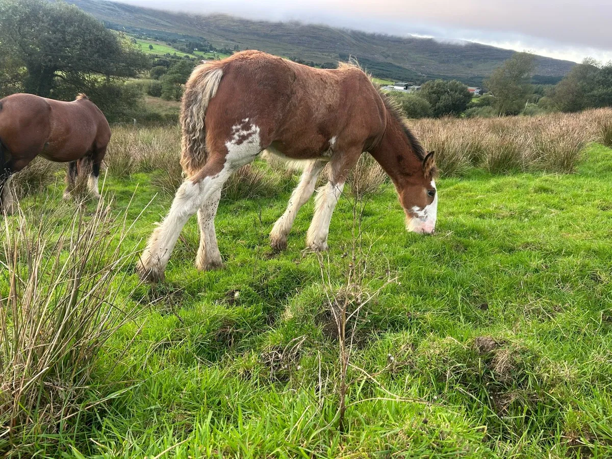 Colt foal - Image 2
