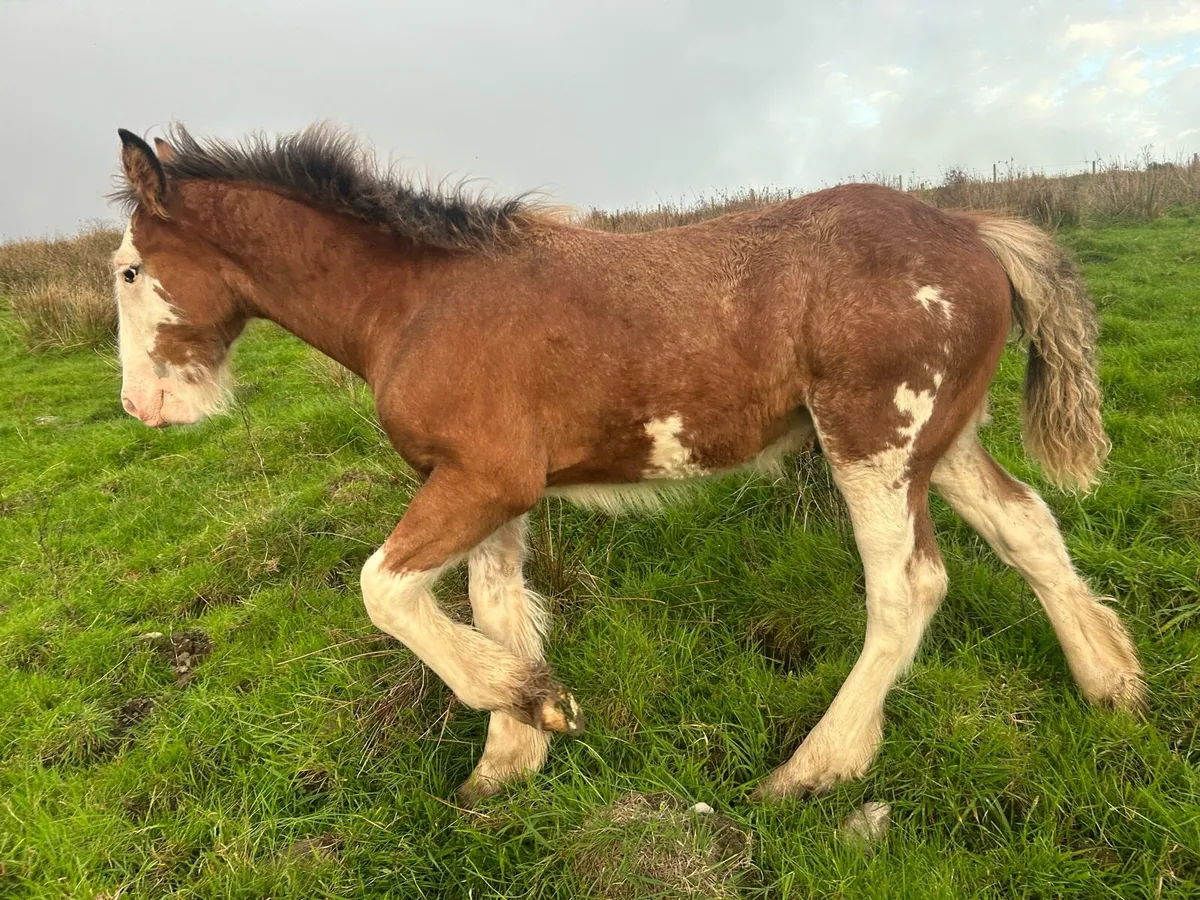 Colt foal - Image 3