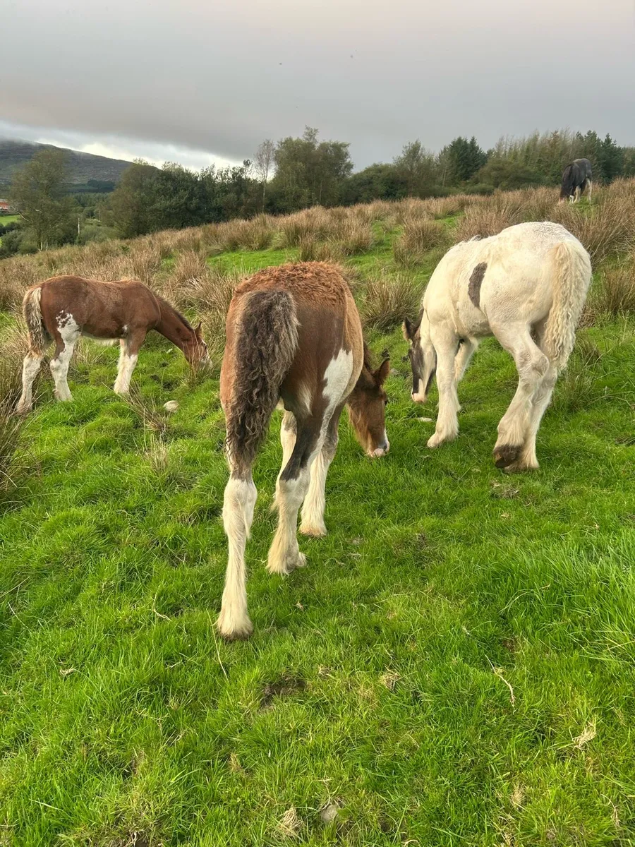 Colt foal - Image 4
