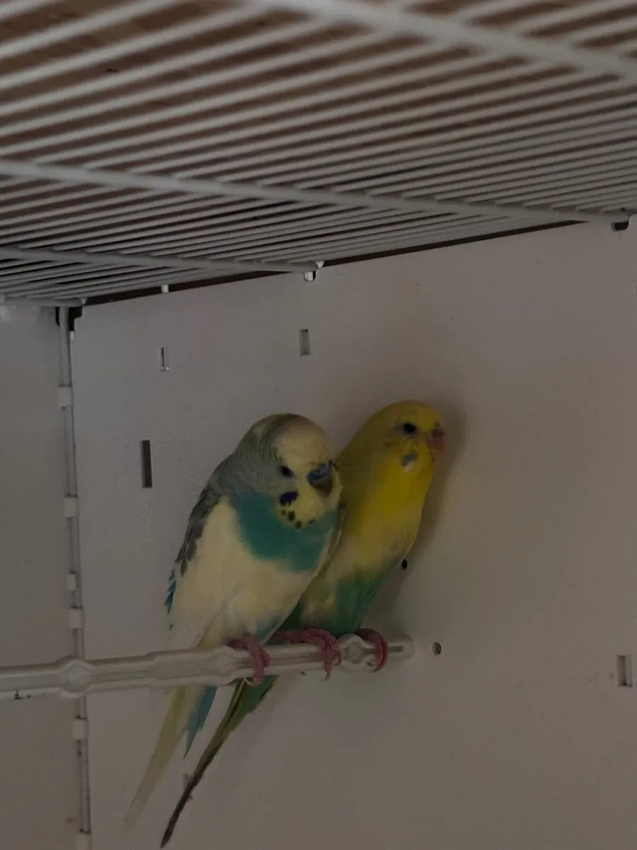 Birds - Image 1