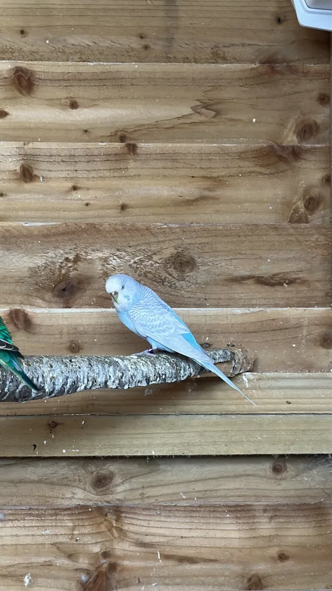 Birds - Image 2