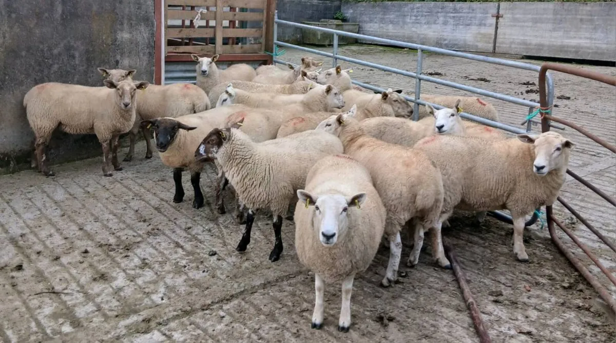 Hogget ewes - Image 2