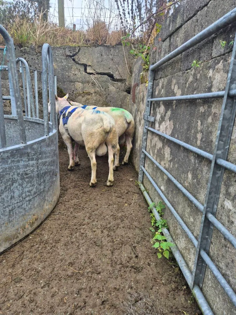 Rams for sale - Image 1