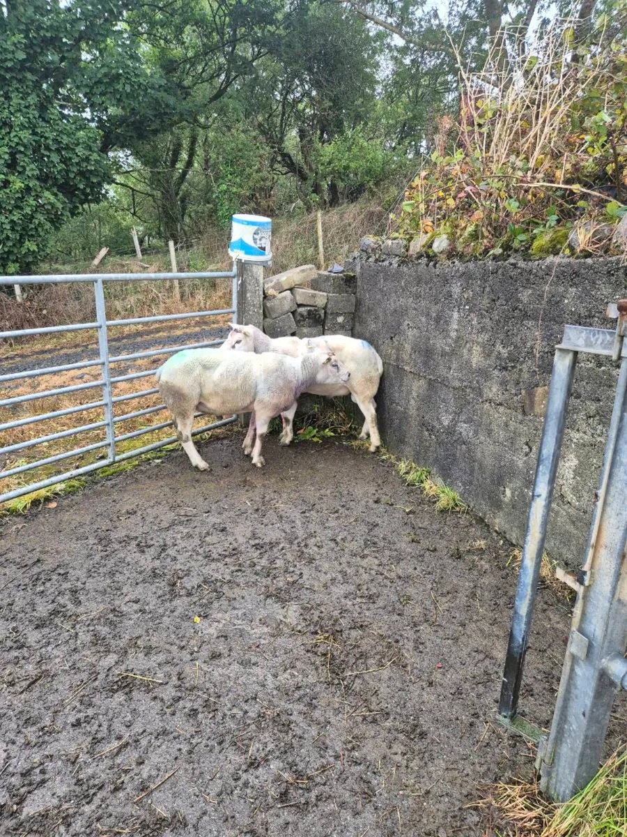 Rams for sale - Image 2